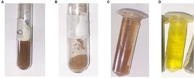 Phytochemical profiling and evaluation of antimicrobial activities of common culinary spices: Syzygium aromaticum (clove) and Piper nigrum (black pepper)